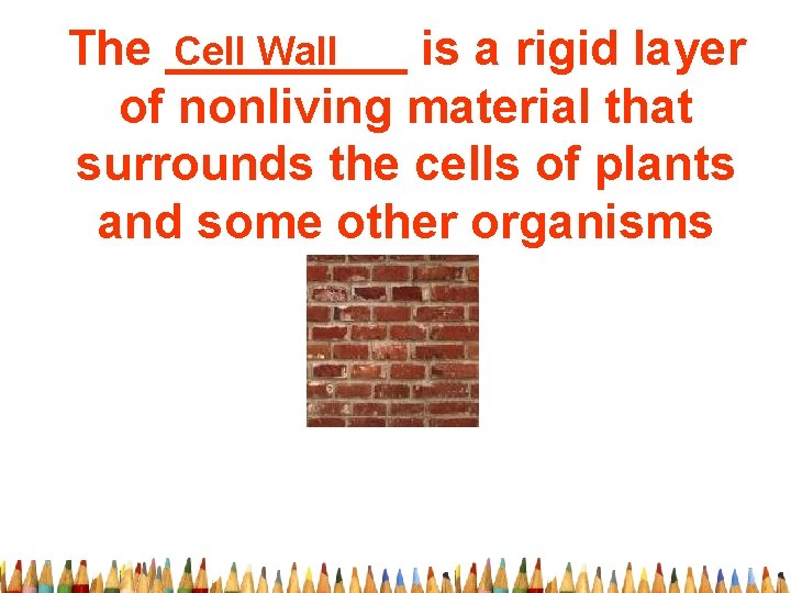 Cell Wall The _____ is a rigid layer of nonliving material that surrounds the