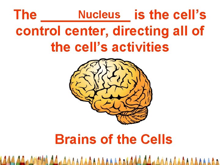 Nucleus is the cell’s The ______ control center, directing all of the cell’s activities