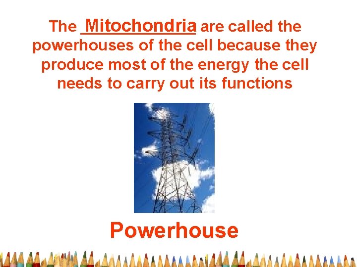 The _______ Mitochondria are called the powerhouses of the cell because they produce most