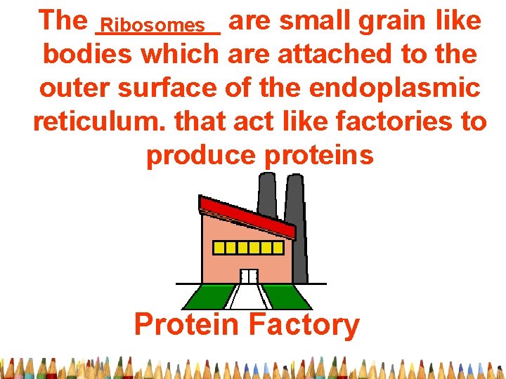 The ____ Ribosomes are small grain like bodies which are attached to the outer