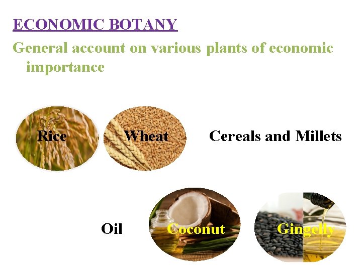 ECONOMIC BOTANY General account on various plants of economic importance Rice Wheat Oil Cereals