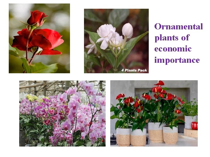 Ornamental plants of economic importance 