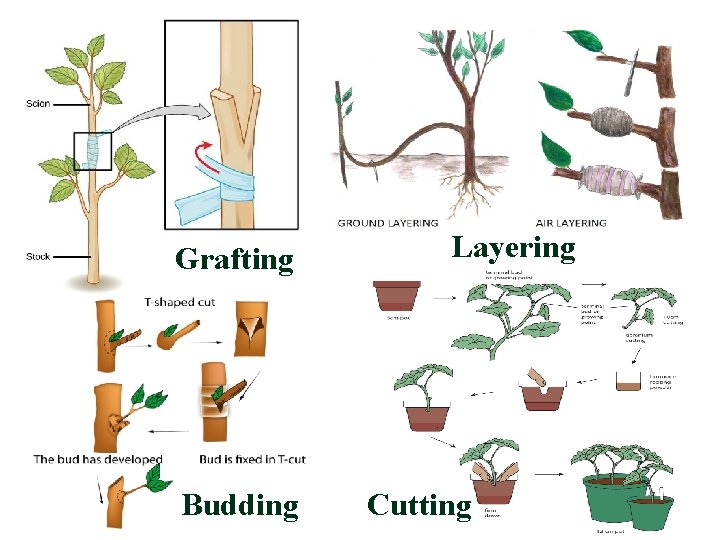 Grafting Budding Layering Cutting 