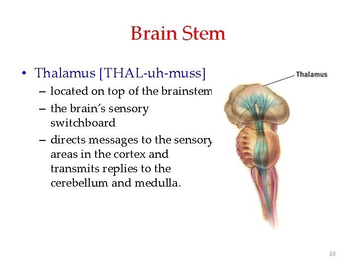 Brain Stem • Thalamus [THAL-uh-muss] – located on top of the brainstem. – the