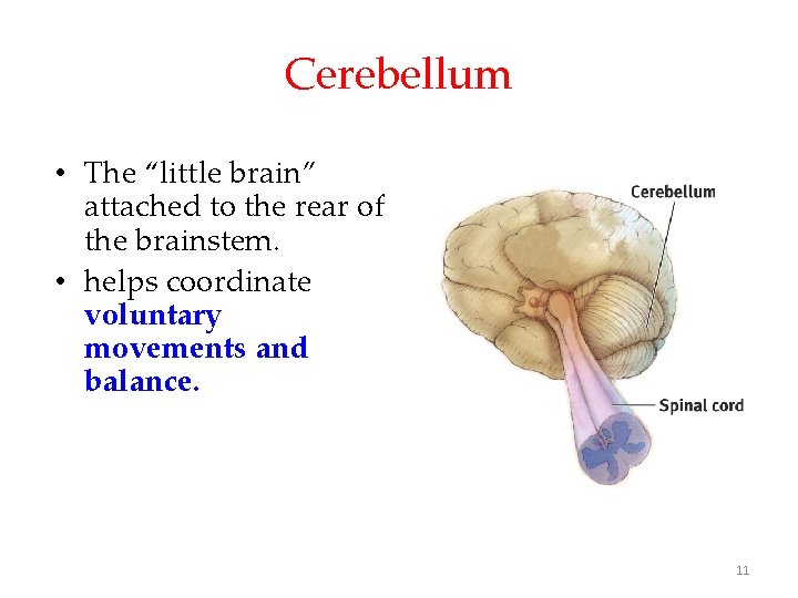 Cerebellum • The “little brain” attached to the rear of the brainstem. • helps