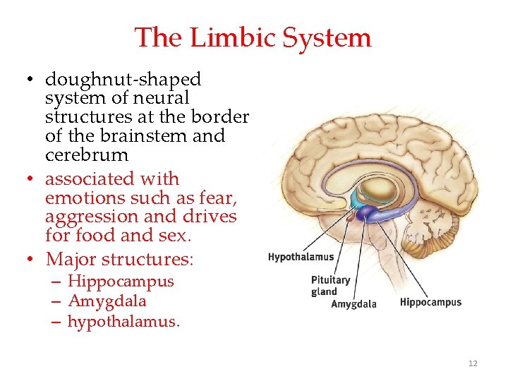 The Limbic System • doughnut-shaped system of neural structures at the border of the