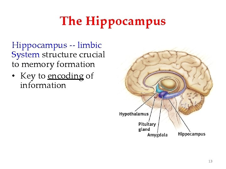 The Hippocampus -- limbic System structure crucial to memory formation • Key to encoding