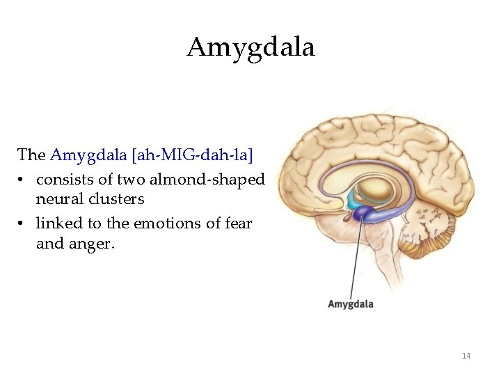 Amygdala The Amygdala [ah-MIG-dah-la] • consists of two almond-shaped neural clusters • linked to