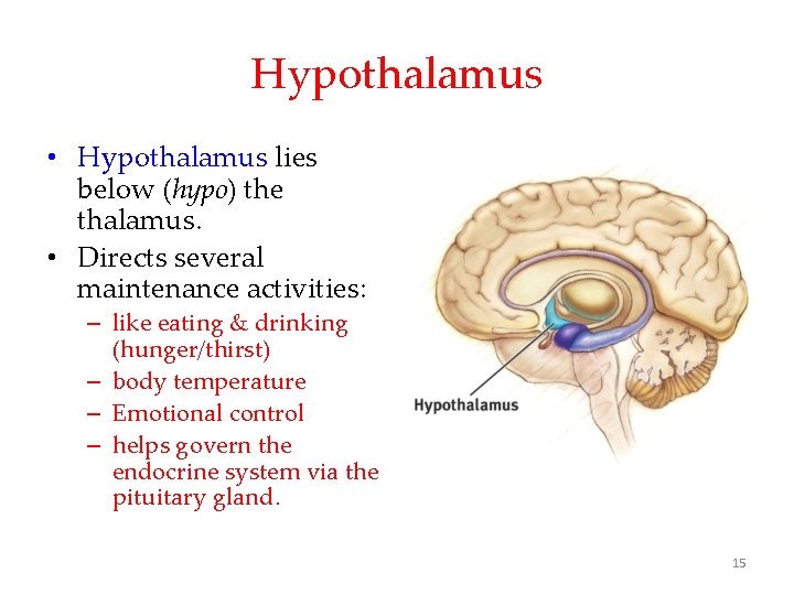 Hypothalamus • Hypothalamus lies below (hypo) the thalamus. • Directs several maintenance activities: –