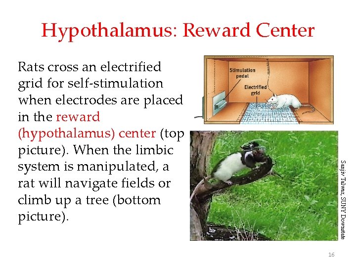 Hypothalamus: Reward Center Sanjiv Talwar, SUNY Downstate Rats cross an electrified grid for self-stimulation