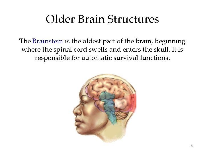 Older Brain Structures The Brainstem is the oldest part of the brain, beginning where