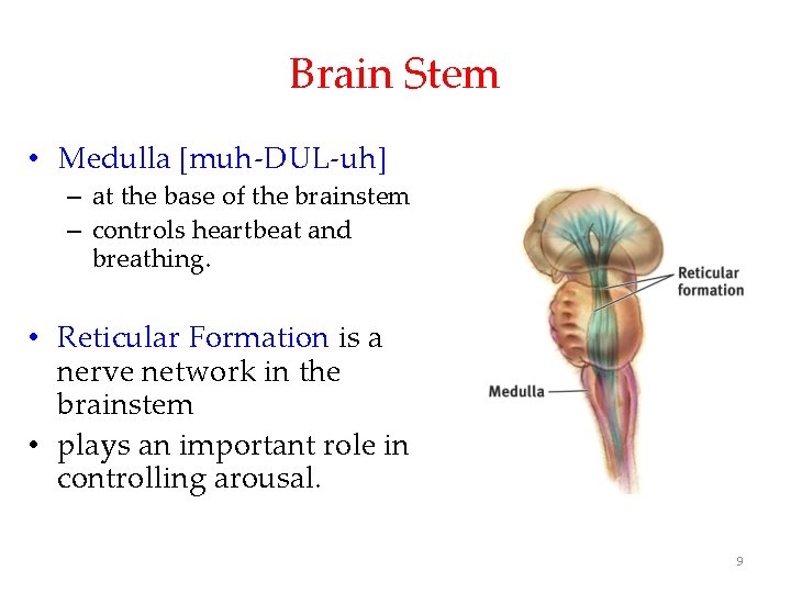 Brain Stem • Medulla [muh-DUL-uh] – at the base of the brainstem – controls