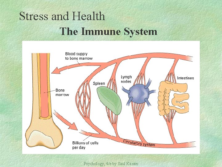 Stress and Health The Immune System Psychology, 4/e by Saul Kassin 