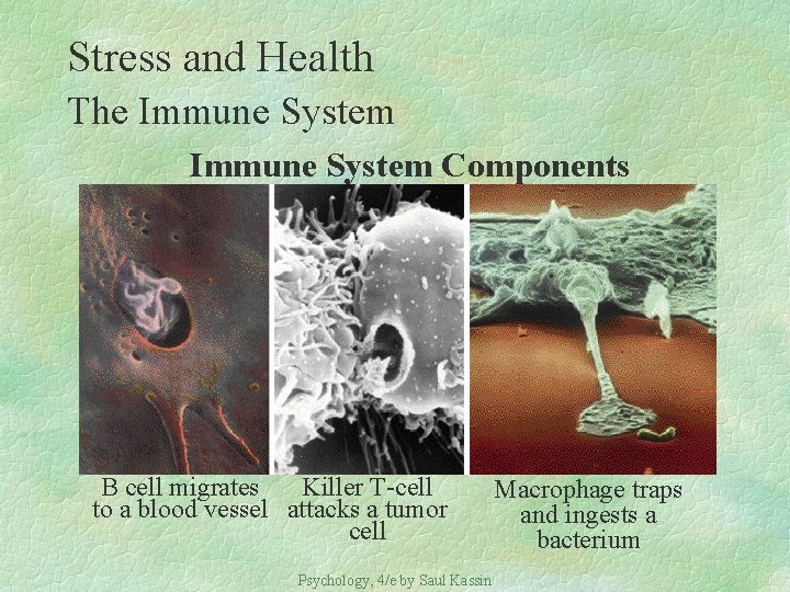 Stress and Health The Immune System Components B cell migrates Killer T-cell to a