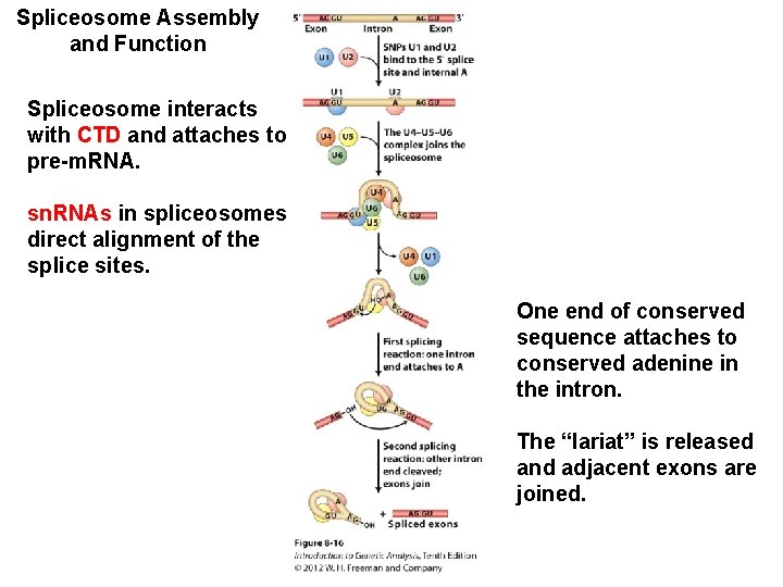 Spliceosome Assembly and Function Spliceosome interacts with CTD and attaches to pre-m. RNA. sn.