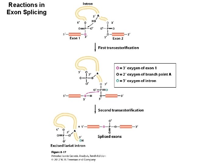 Reactions in Exon Splicing 