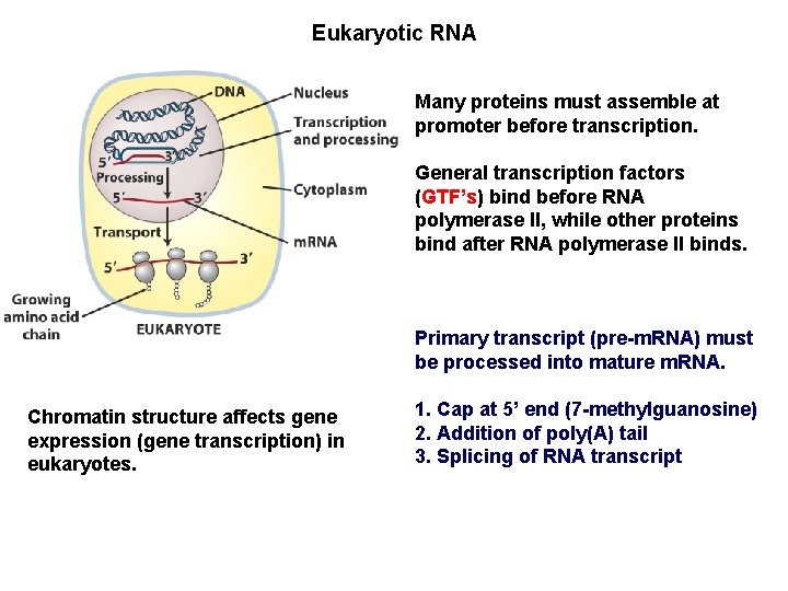 Eukaryotic RNA Many proteins must assemble at promoter before transcription. General transcription factors (GTF’s)