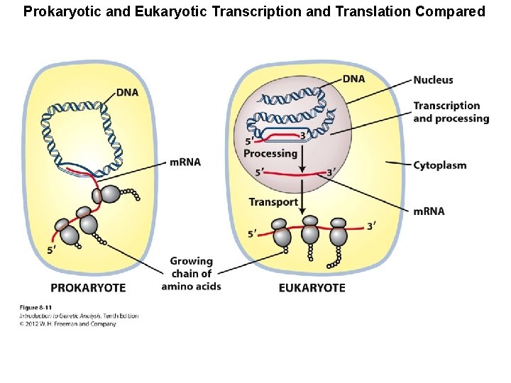 Prokaryotic and Eukaryotic Transcription and Translation Compared 