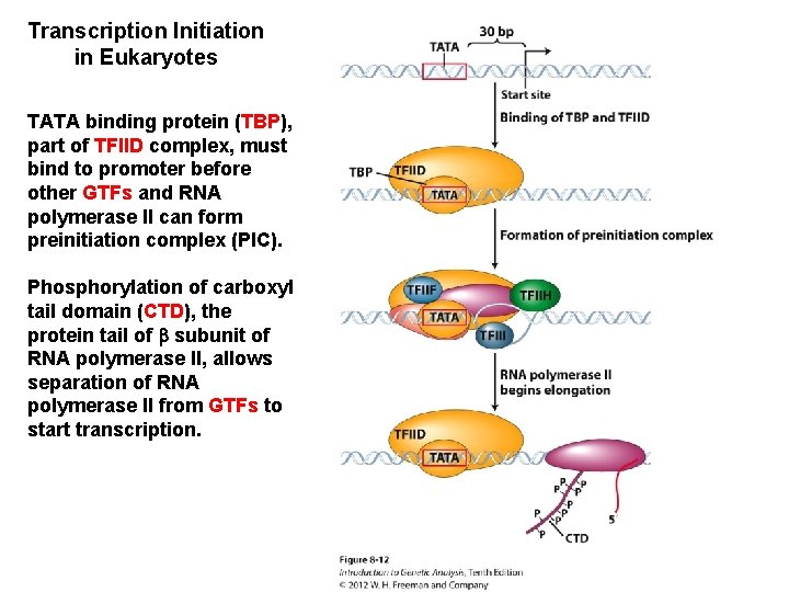 Transcription Initiation in Eukaryotes TATA binding protein (TBP), part of TFIID complex, must bind