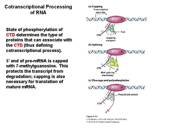 Cotranscriptional Processing of RNA State of phosphorylation of CTD determines the type of proteins