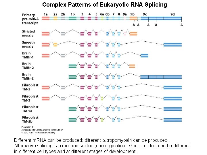 Complex Patterns of Eukaryotic RNA Splicing Different m. RNA can be produced; different a-tropomyosin