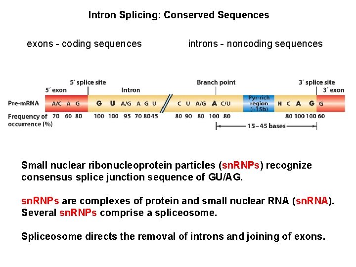 Intron Splicing: Conserved Sequences exons - coding sequences introns - noncoding sequences Small nuclear