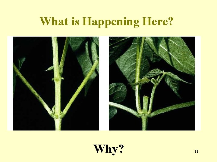 What is Happening Here? Why? 11 