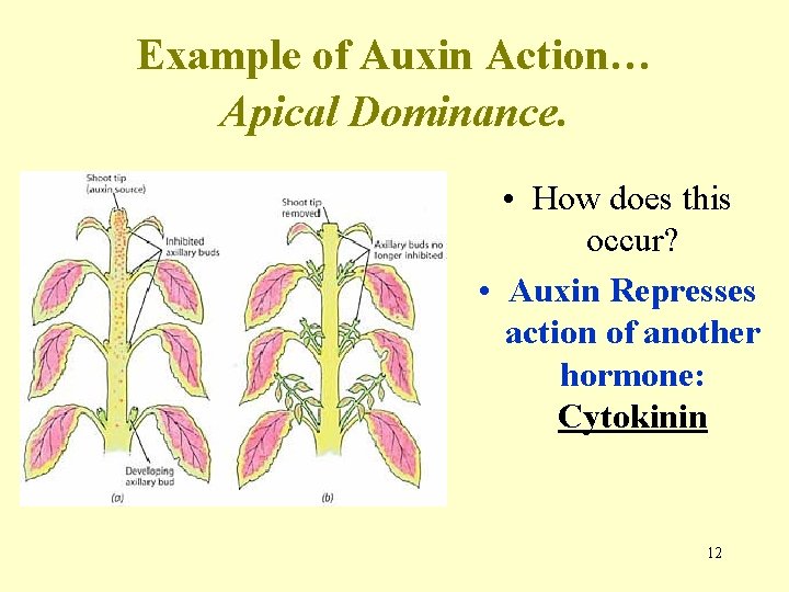 Example of Auxin Action… Apical Dominance. • How does this occur? • Auxin Represses