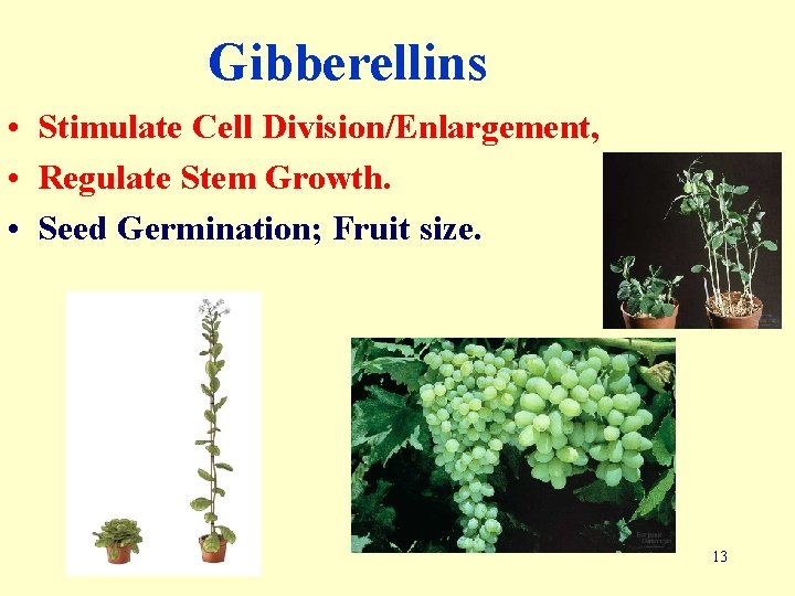 Gibberellins • Stimulate Cell Division/Enlargement, • Regulate Stem Growth. • Seed Germination; Fruit size.