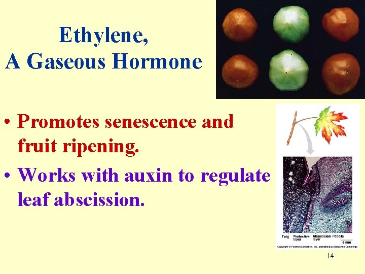Ethylene, A Gaseous Hormone • Promotes senescence and fruit ripening. • Works with auxin