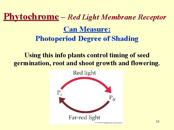 Phytochrome – Red Light Membrane Receptor Can Measure: Photoperiod Degree of Shading Using this