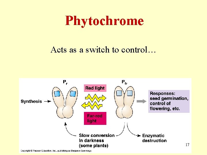Phytochrome Acts as a switch to control… 17 