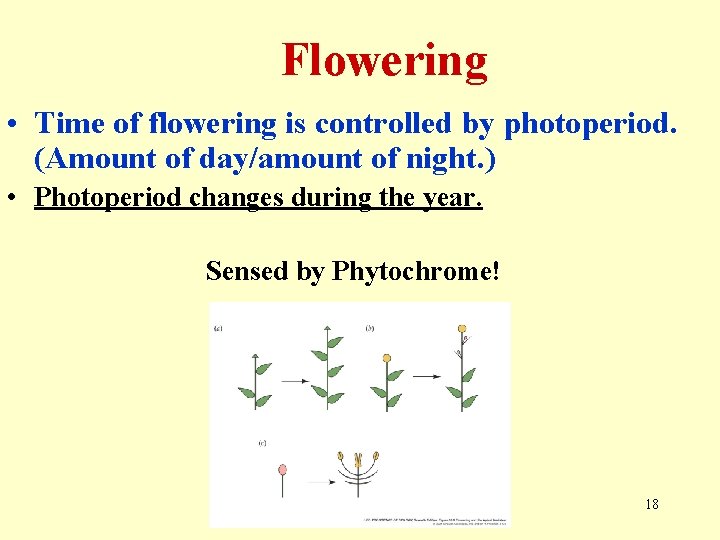 Flowering • Time of flowering is controlled by photoperiod. (Amount of day/amount of night.