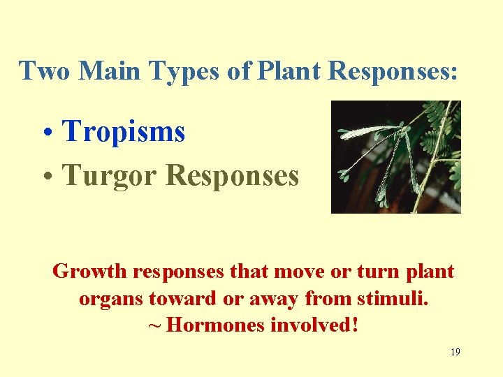 Two Main Types of Plant Responses: • Tropisms • Turgor Responses Growth responses that