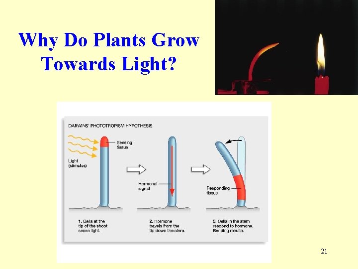 Why Do Plants Grow Towards Light? 21 