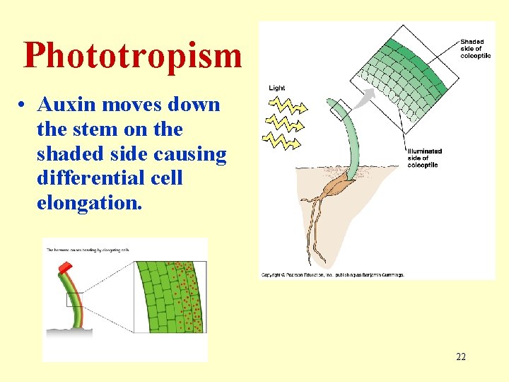Phototropism • Auxin moves down the stem on the shaded side causing differential cell