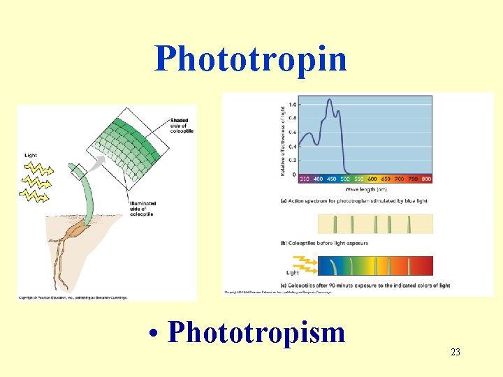 Phototropin • Phototropism 23 
