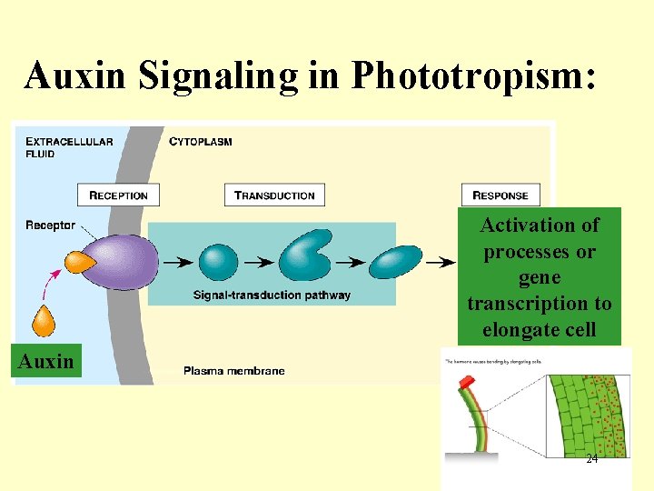 Auxin Signaling in Phototropism: Activation of What’s the processes or cellular gene response? to