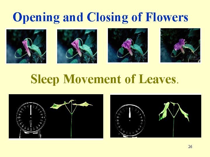 Opening and Closing of Flowers Sleep Movement of Leaves. 26 