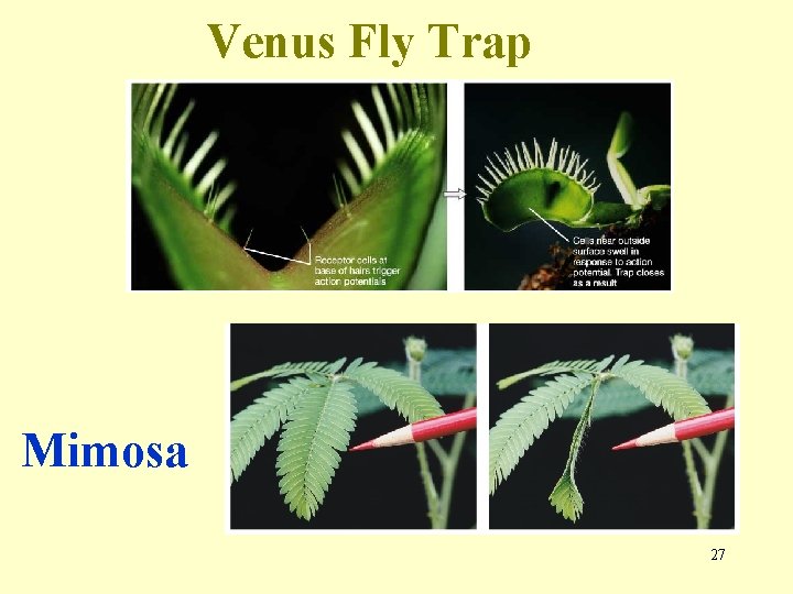 Venus Fly Trap Mimosa 27 