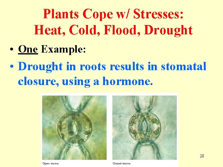 Plants Cope w/ Stresses: Heat, Cold, Flood, Drought • One Example: • Drought in