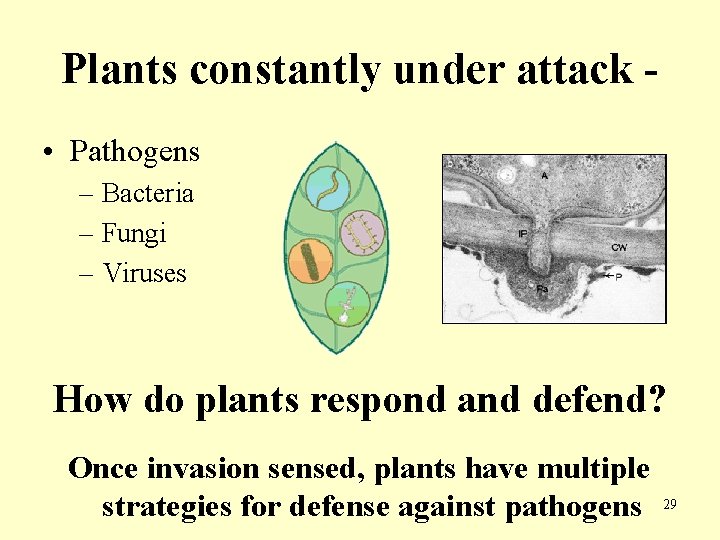 Plants constantly under attack • Pathogens – Bacteria – Fungi – Viruses How do