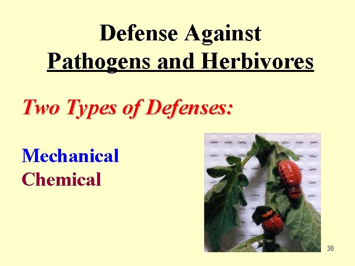 Defense Against Pathogens and Herbivores Two Types of Defenses: Mechanical Chemical 30 