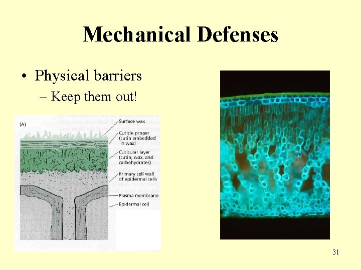 Mechanical Defenses • Physical barriers – Keep them out! 31 