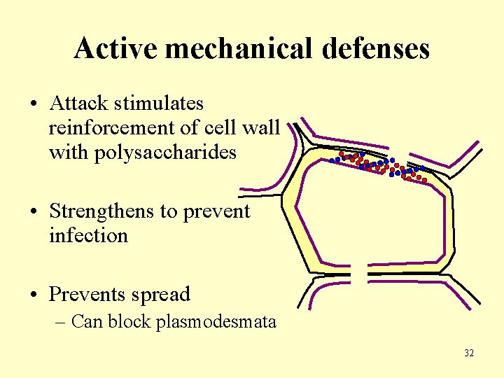 Active mechanical defenses • Attack stimulates reinforcement of cell wall with polysaccharides • Strengthens