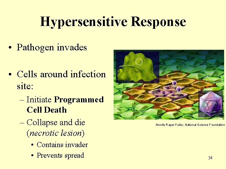 Hypersensitive Response • Pathogen invades • Cells around infection site: – Initiate Programmed Cell