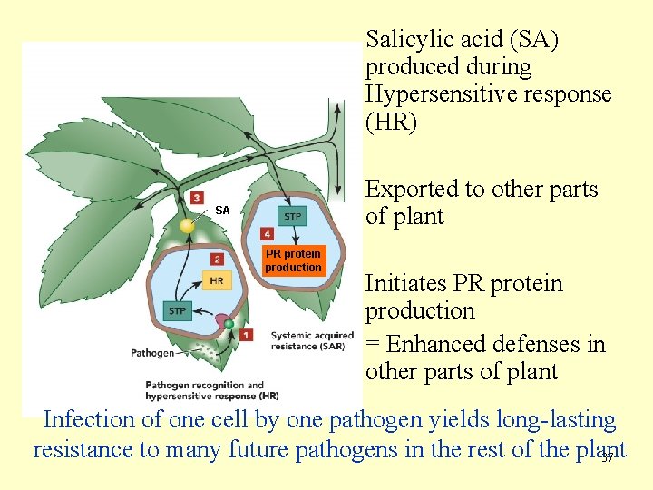 Salicylic acid (SA) produced during Hypersensitive response (HR) Exported to other parts of plant