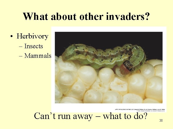 What about other invaders? • Herbivory – Insects – Mammals Can’t run away –