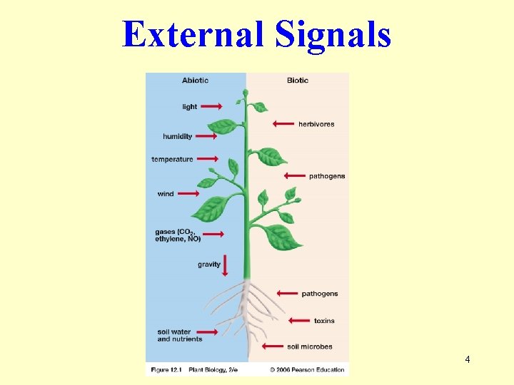 External Signals 4 
