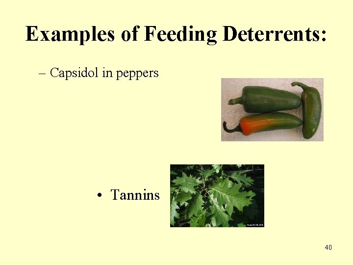 Examples of Feeding Deterrents: – Capsidol in peppers • Tannins 40 